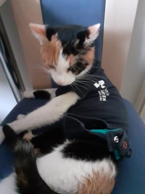 Katze nach der OP